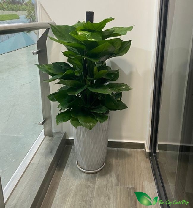 trầu bà leo cột đẹp