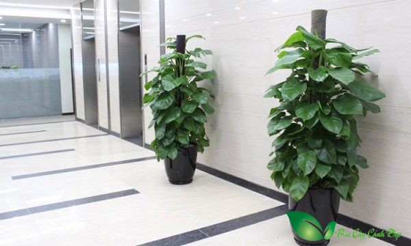 Video Mua cây cảnh tại Vĩnh Long uy tín giao tận nơi - Bán Cây Cảnh Đẹp