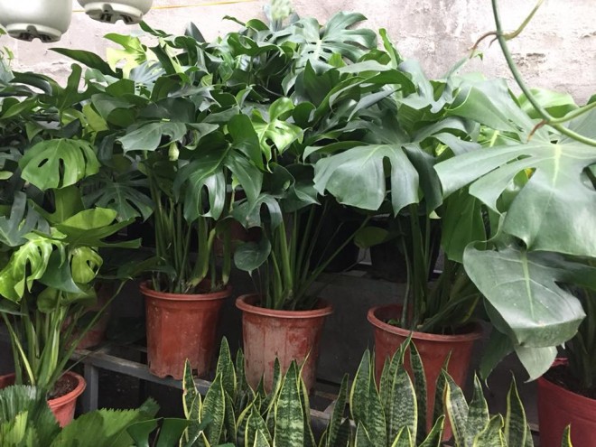 Trầu Bà Nam Mỹ