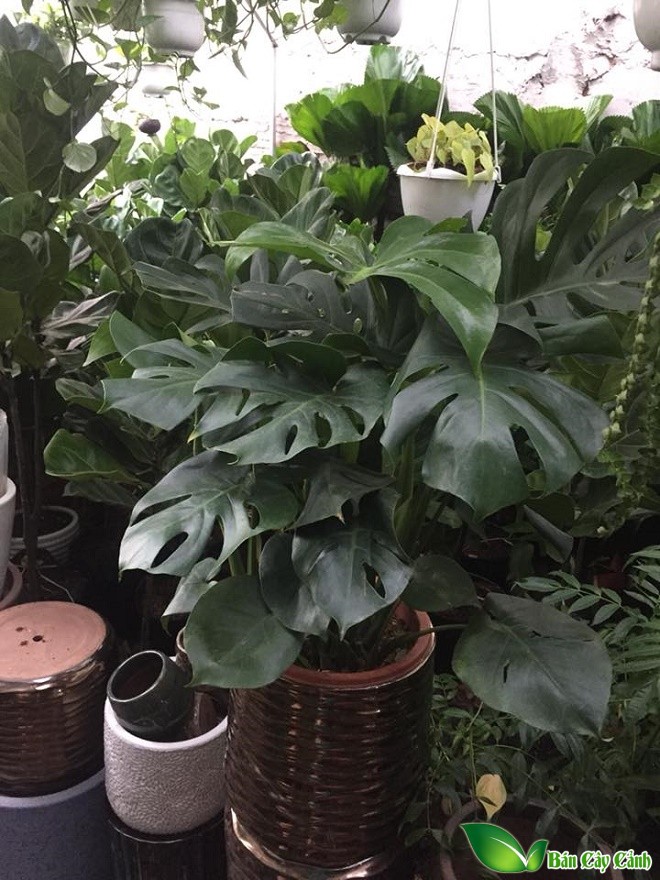 trầu bà nam mỹ