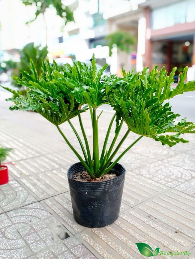 Trầu bà thanh xuân