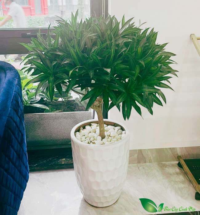 Trồng trúc bách hợp trong nhà
