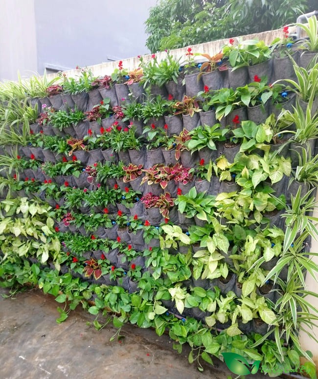 trồng cây tường đứng