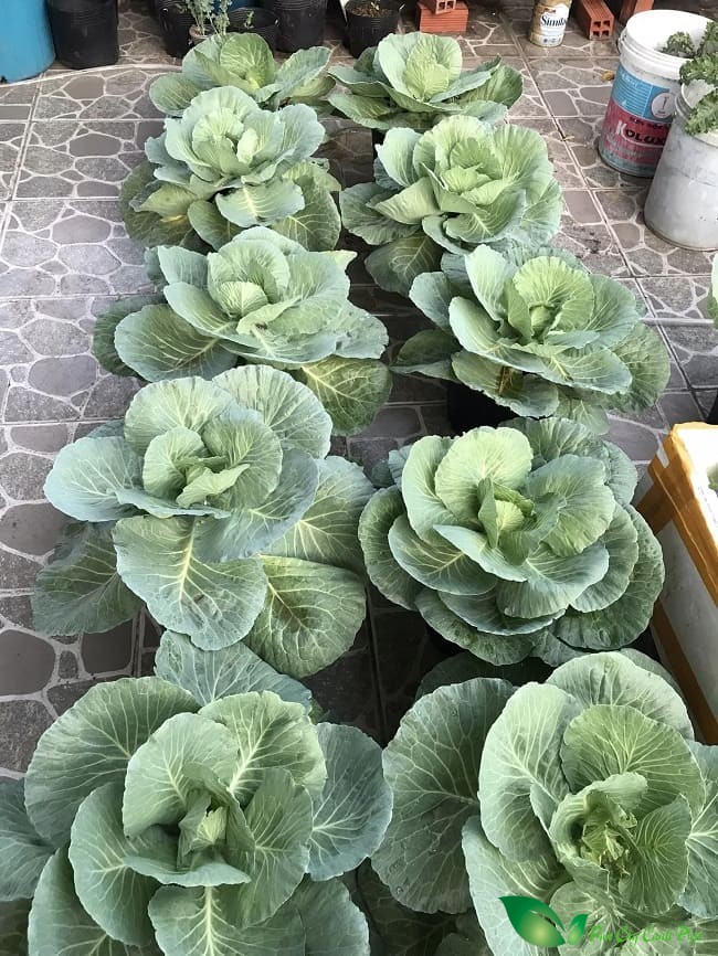 trồng rau trên sân thượng