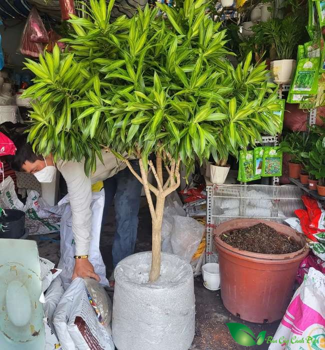 trúc bách hợp