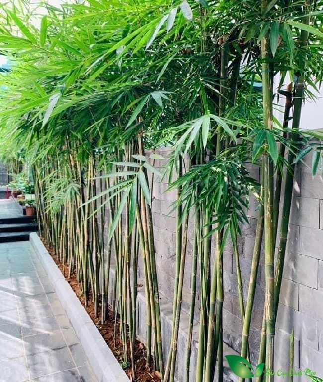 trúc cần câu trồng hàng rào