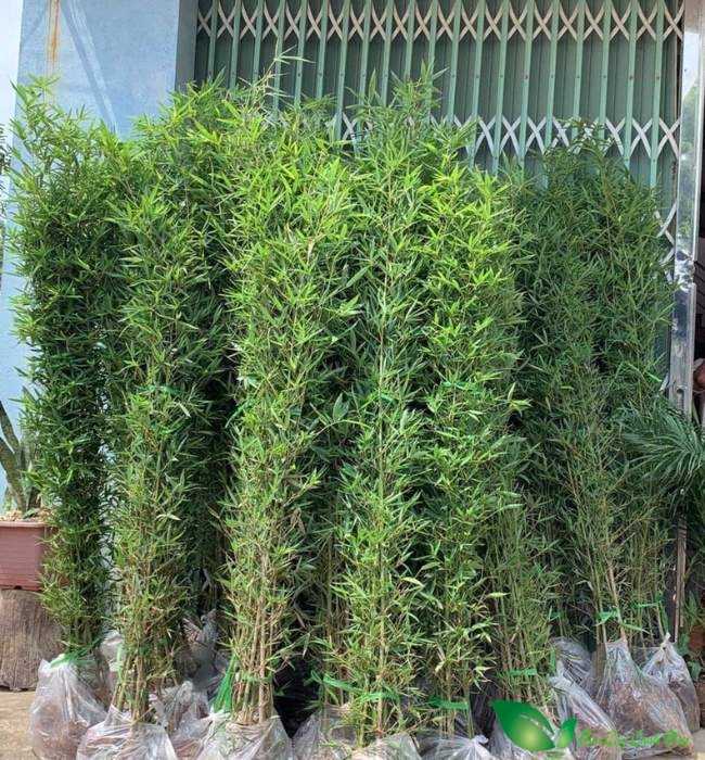 trúc quân tử