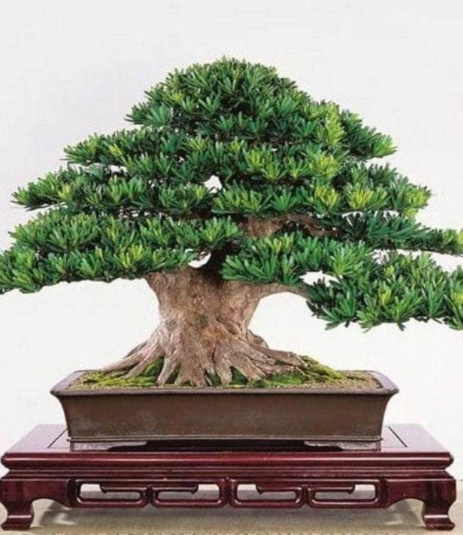tùng la hán bonsai