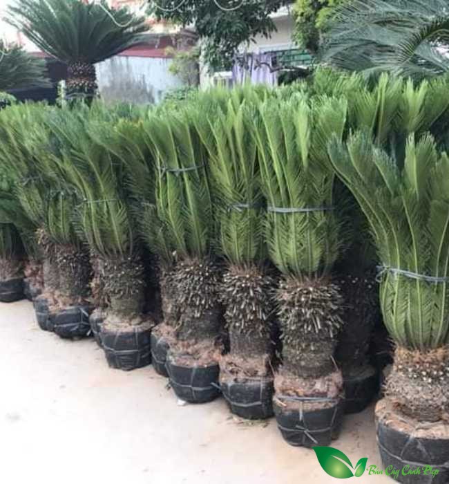 vạn tuế công trình