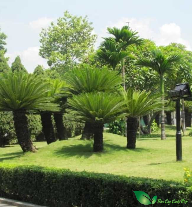 vạn tuế trang trí cảnh quan