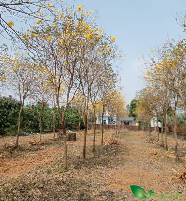 Vườn cây phong linh