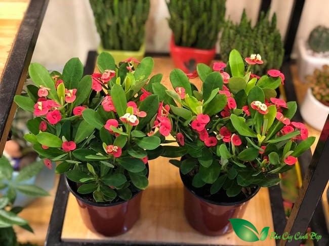 Xương rồng bát tiên