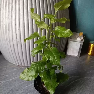 Chậu Cây Bạch Hoa Xà Đuôi công chậu 2-3 cây