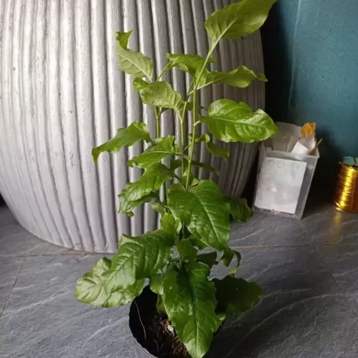 Chậu Cây Bạch Hoa Xà Đuôi công chậu 2-3 cây
