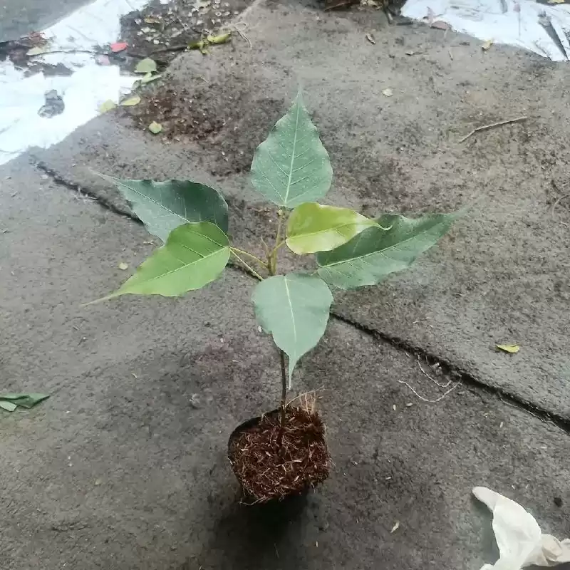 Video Video khách mua cây bồ đề giống làm bonsai tại Bán Cây Cảnh Đẹp