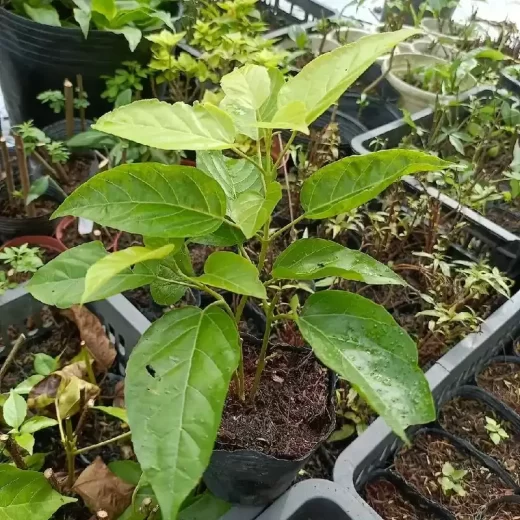Chậu Cây Lá Cách Giống 15-30cm