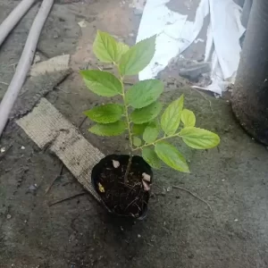 Cây Trứng Cá Giống 10-20cm