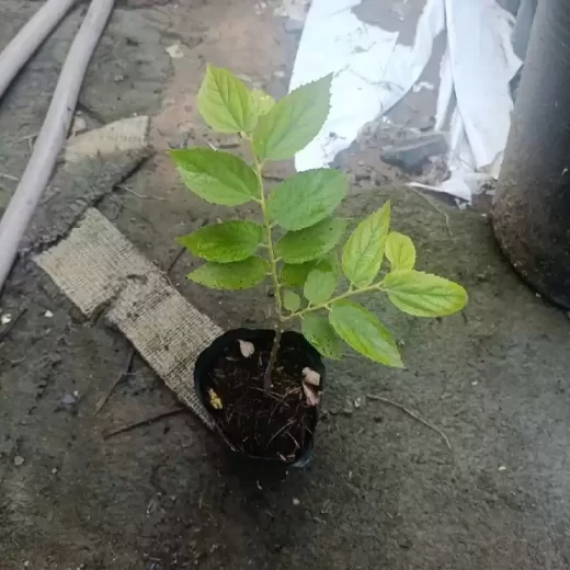 Cây Trứng Cá Giống 10-20cm