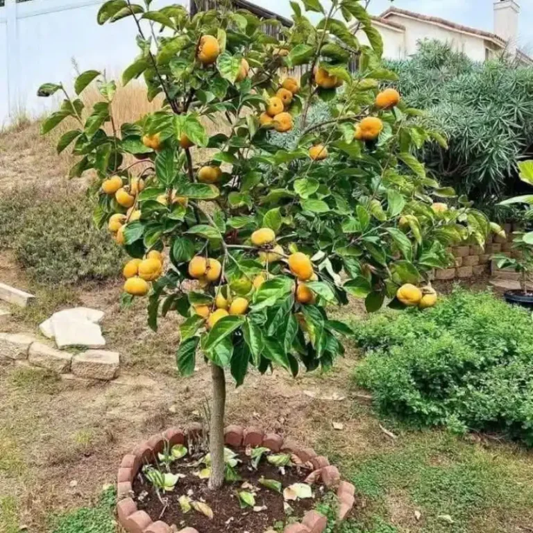 Cây hồng giòn Nhật Bản