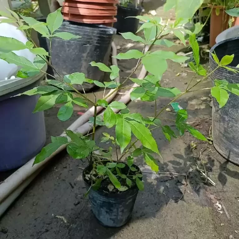 Chậu cây ngũ trảo 15-20cm