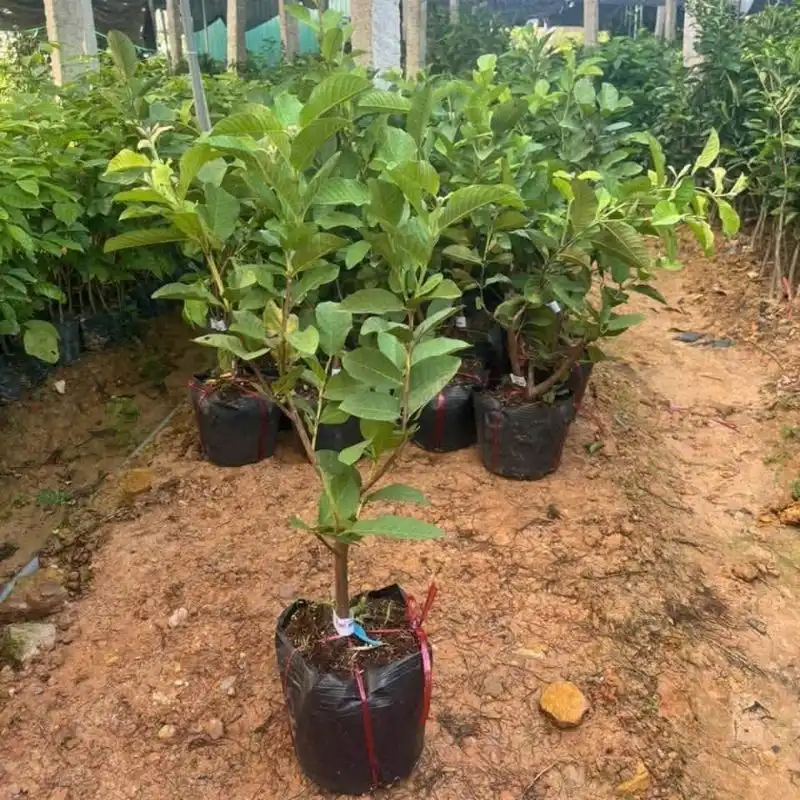 Cây ổi nữ hoàng