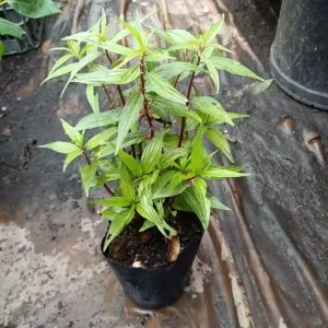 Chậu Cây Dòi Thân Tím Giống 10-20cm