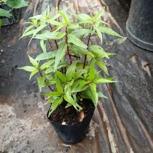 Chậu Cây Dòi Thân Tím Giống 10-20cm