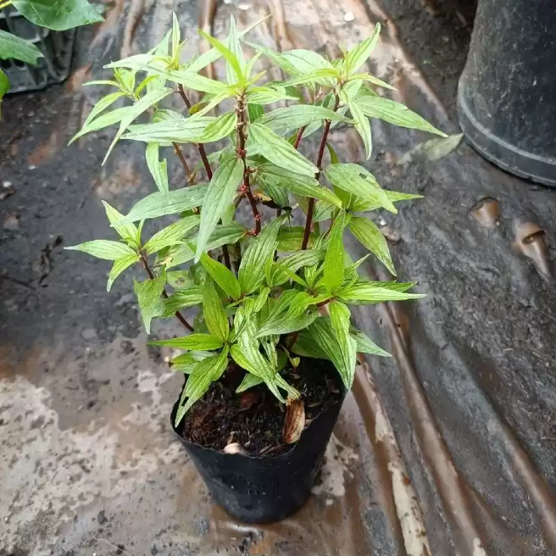 Chậu Cây Dòi Thân Tím Giống 10-20cm