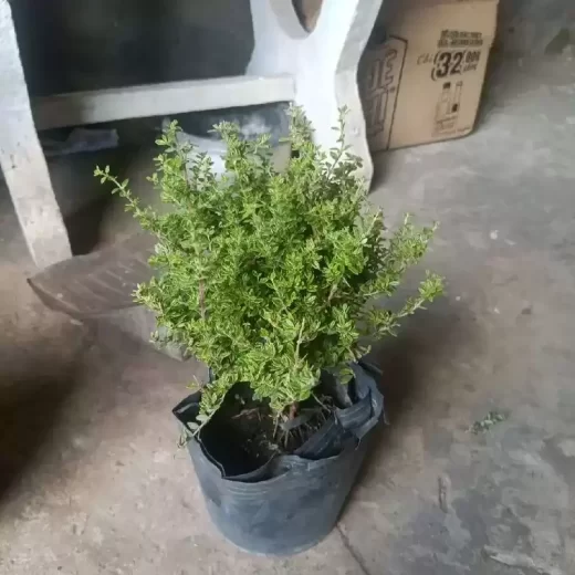 Chậu Cây Hàm Hương 20-30cm