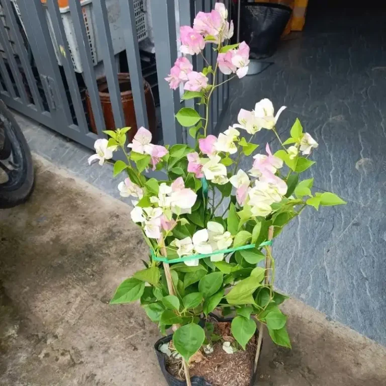 Chậu Cây Hoa Giấy Sakura 40-50cm