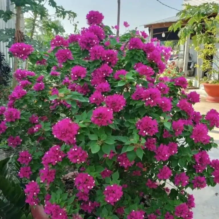Hoa giấy Mỹ