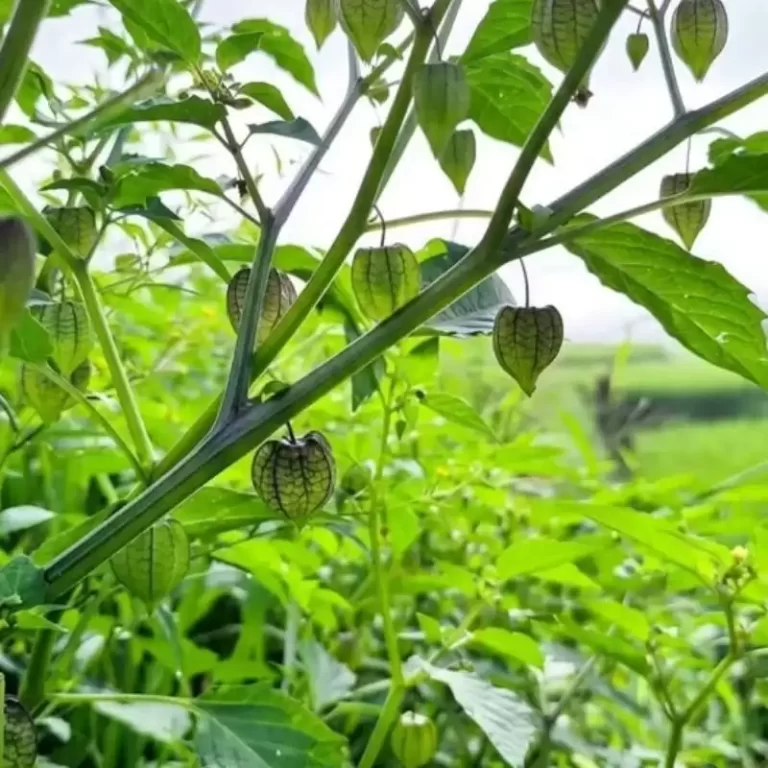 Cây lồng đèn