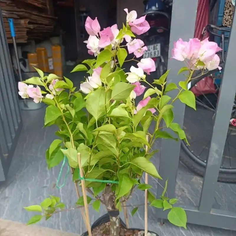 hoa giấy Sakura